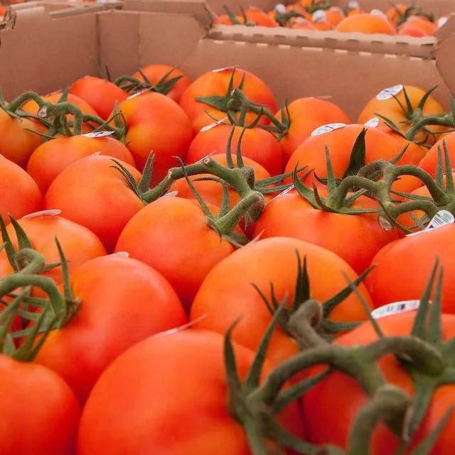 thumbnail for publication: Constructing a Southwest Florida Tomato Enterprise Budget